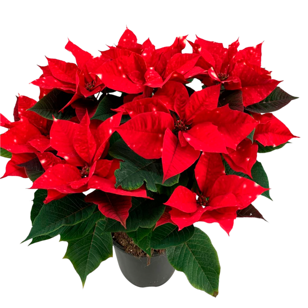 Poinsettia Feeling Glitter