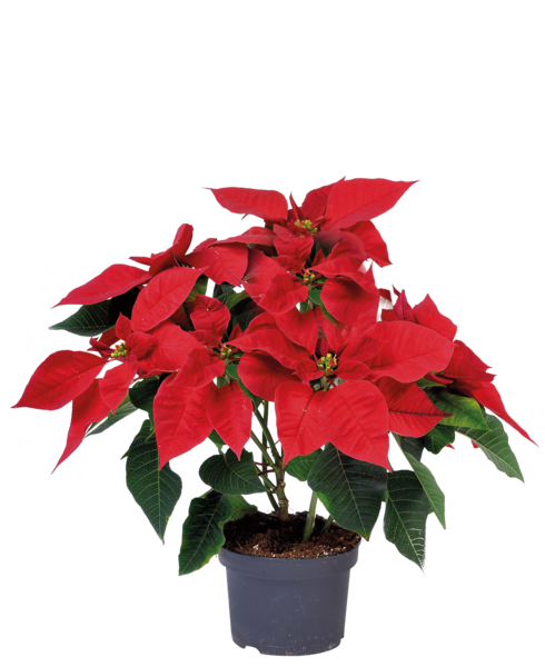 Poinsettia Rouge 5 Bractées 