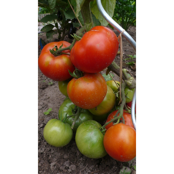 Plants De Légumes Greffés