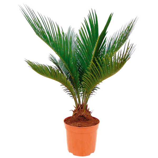 Cycas Revoluta