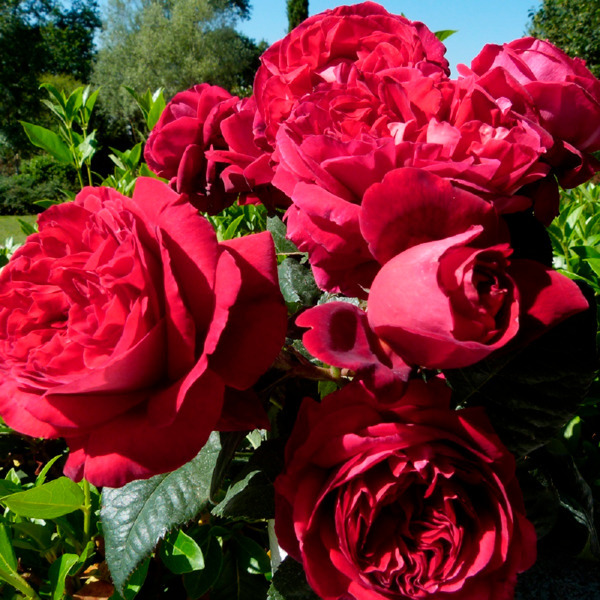 Rosiers D'anjou