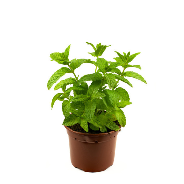 Menthe En Pot Bio