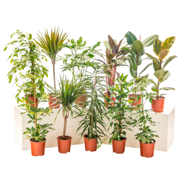 Plantes Vertes