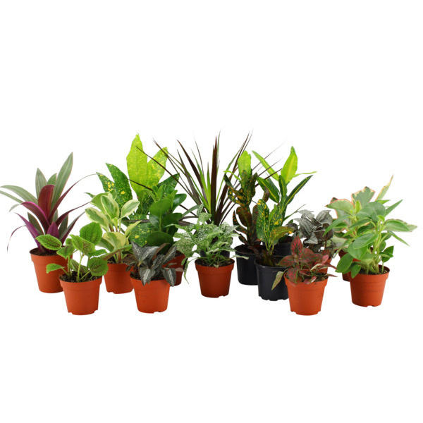 Petites Plantes Vertes