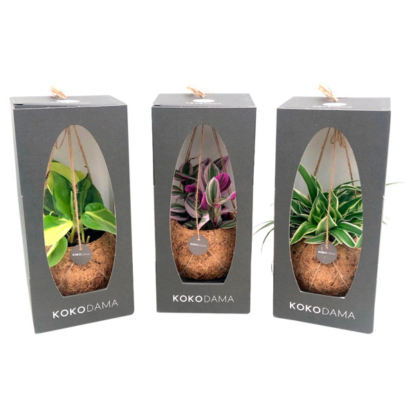 Plantes Vertes Suspension + Pot Coco + Boîte Cadeau