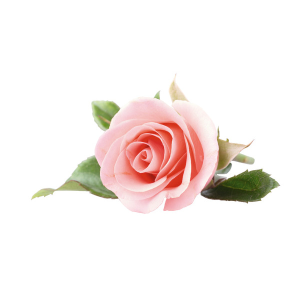 1 Bouton De Rose 