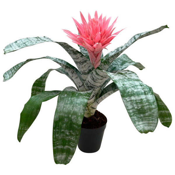 Aechmea Primera 