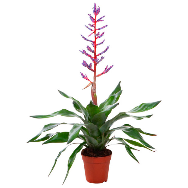 Aechmea Blue Rain