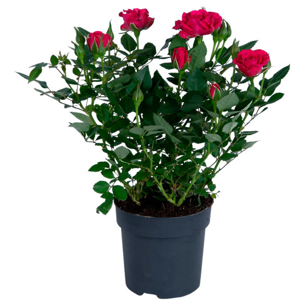 Mini Rosier Rose Foncé