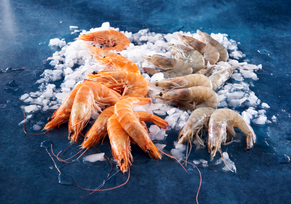 Crevettes Entières Cuites Réfrigérées Ou Crues Décongelées