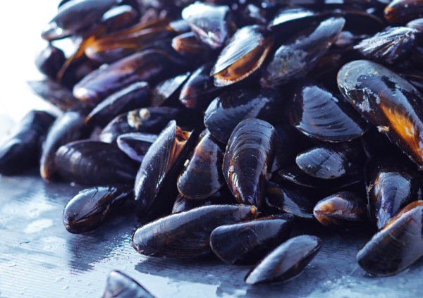 Moules De Hollande