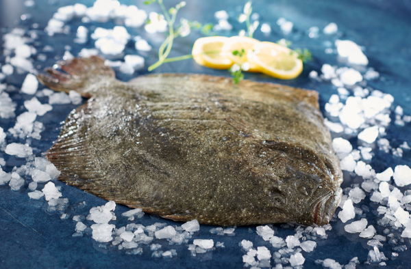 Turbot