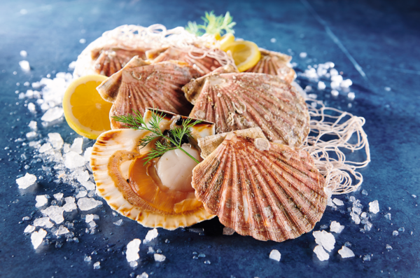 Coquilles Saint-Jacques