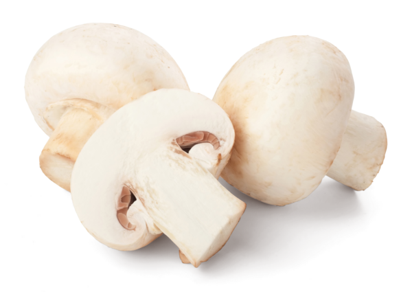 Champignons Blancs