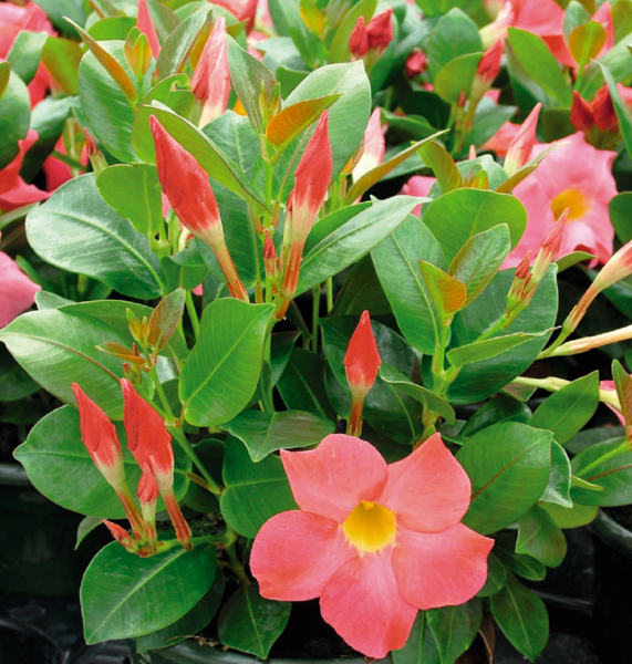 Dipladenia 0,5 L
