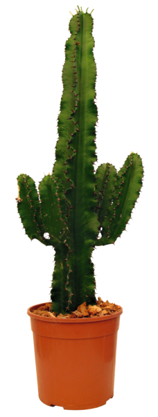 Euphorbe