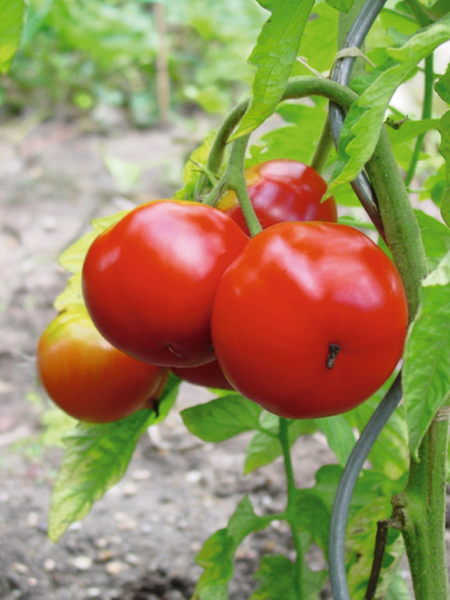 Plants De Tomates