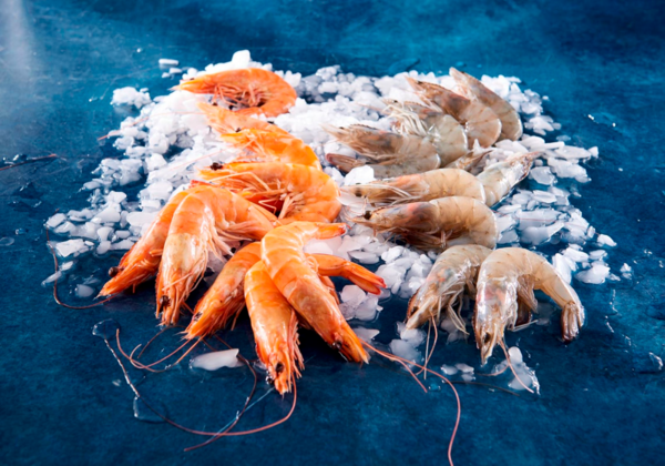 Crevettes Entières Cuites Réfrigérées Ou Crues Décongelées