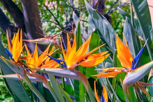 Oiseau De Paradis (Strelitzia Reginae)