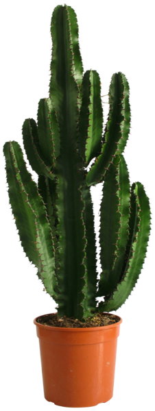 Euphorbe Eritrea