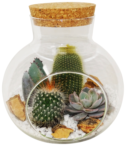 Terrarium Cactus Et Succulentes 