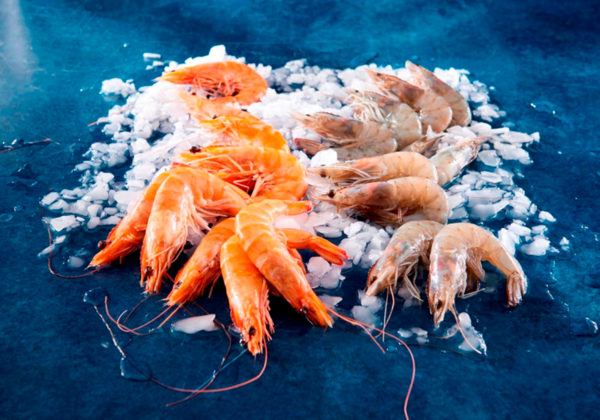 Gambas Entières Cuites Réfrigérées Ou Crues Décongelées