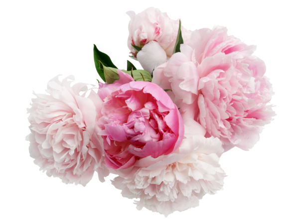 Bouquet De 5 Pivoines + 1 Tige Offerte