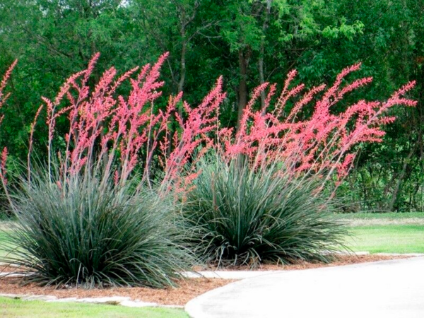 Hesperaloe (Yucca Rouge)