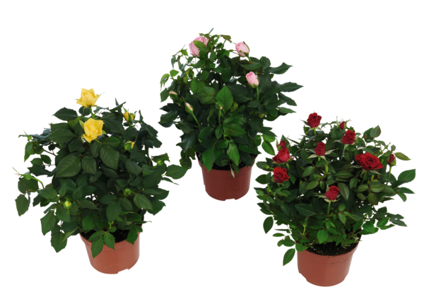 Plantes Fleuries