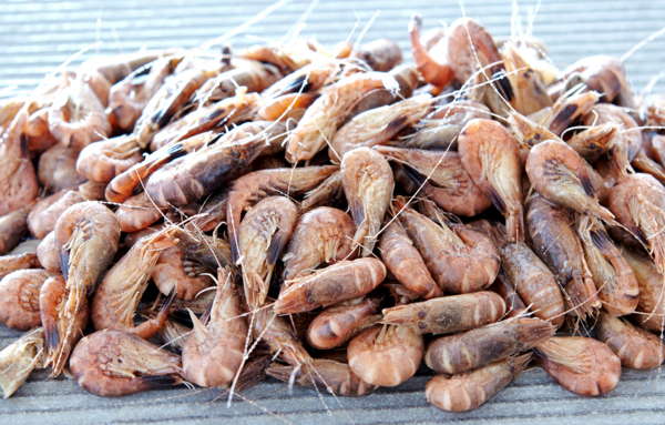 Crevettes Grises Cuites