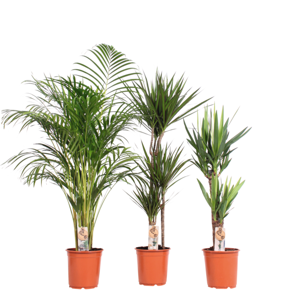 Grandes Plantes Vertes
