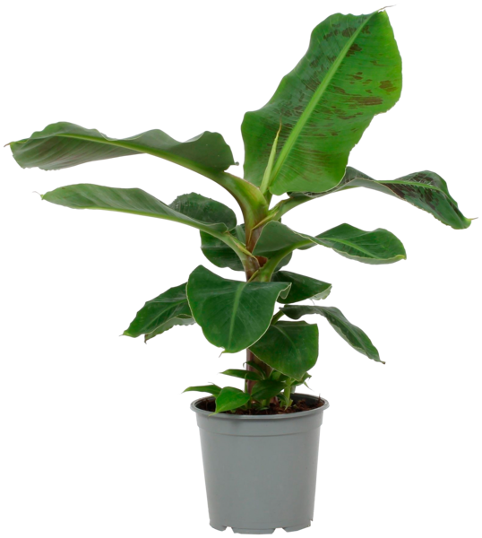 Bananier Musa Dwarf Cavendish