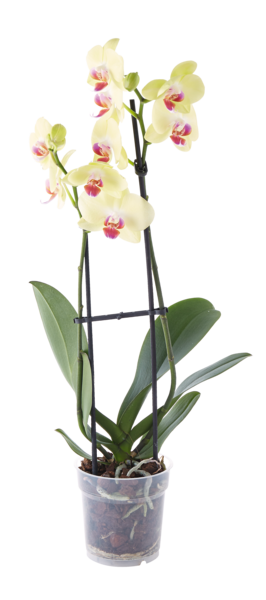 Orchidée 2 Branches  