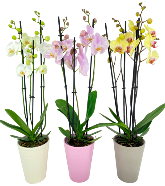 Orchidée 3 Branches + Cache Pot Céramique Auchan L'apéro, ça n'a pas de prix. Ou un tout petit.