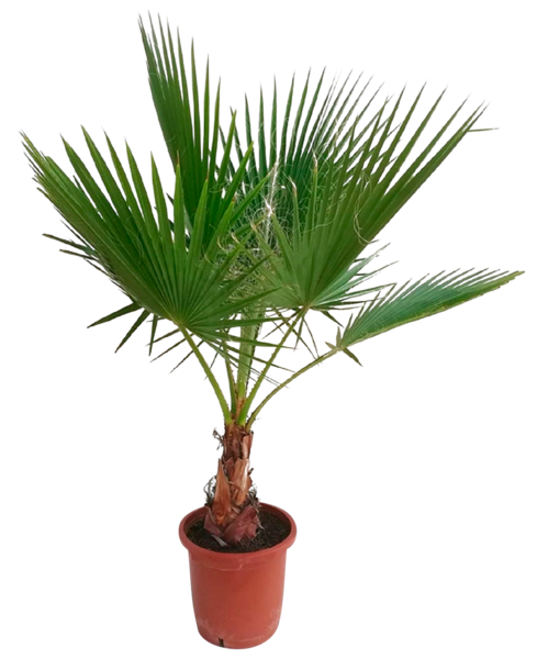 Washingtonia