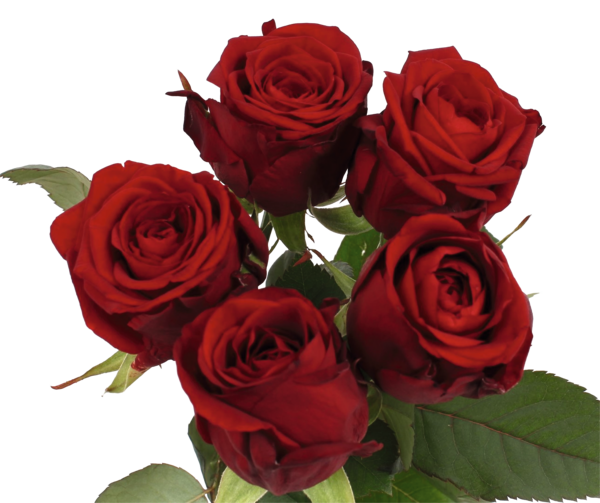 Bouquet De 5 Roses Très Gros Boutons