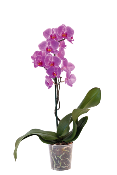 Orchidée 1 Branche