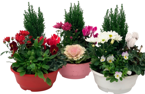 Grand Choix De Composition