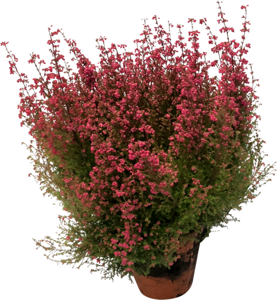 Bruyère Erica + Pot En Terre Cuite