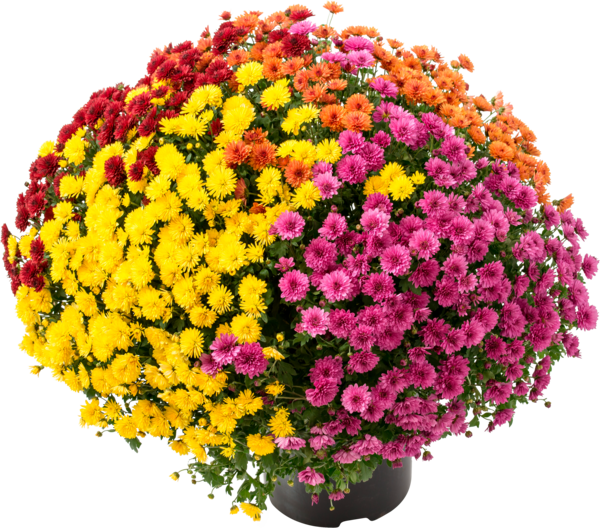 Pomponette Multicolore