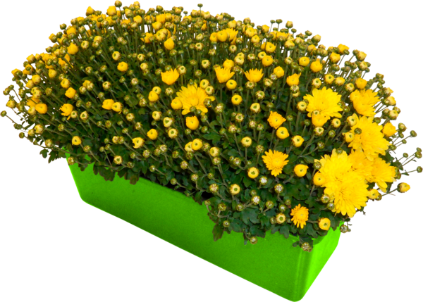 Jardinière De Pomponette