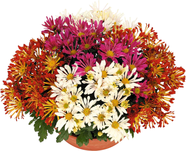 Coupe De Chrysanthème Variétés Spéciales